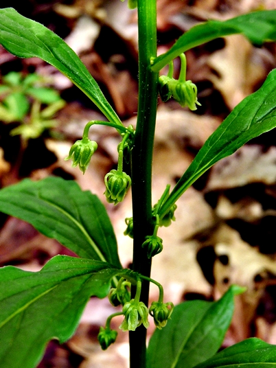 {Cubelium concolor}